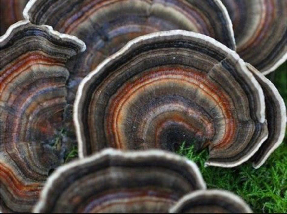 Turkey Tail Capsules – Immune & Gut Support From 100% Fruiting Bodies