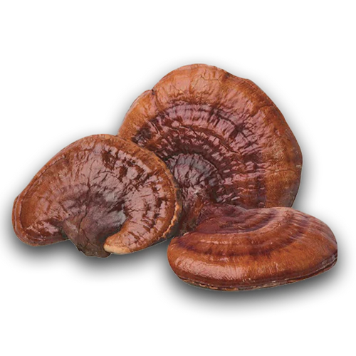 Reishi Capsules – Calming Adaptogen for Balance & Well-Being