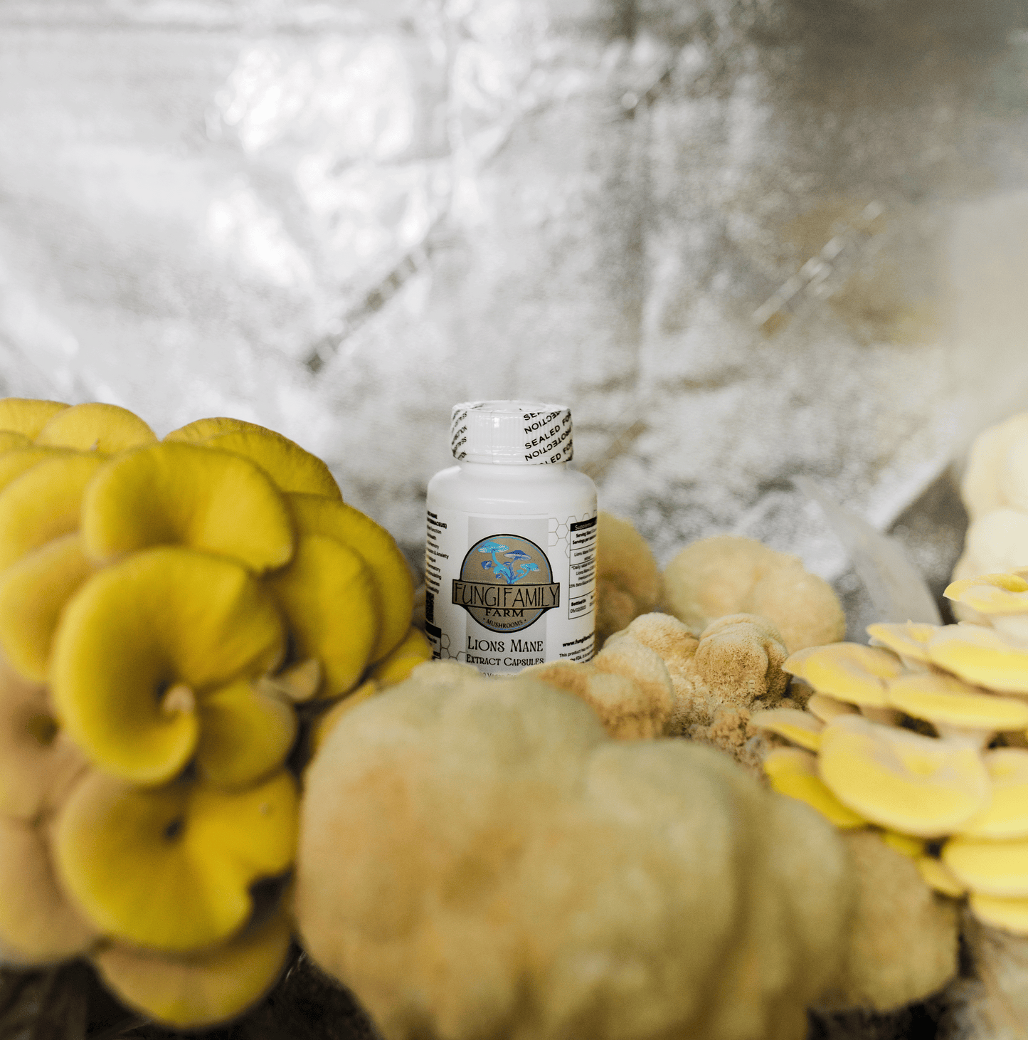 Lion’s Mane Capsules – Cognitive Support & Brain Health