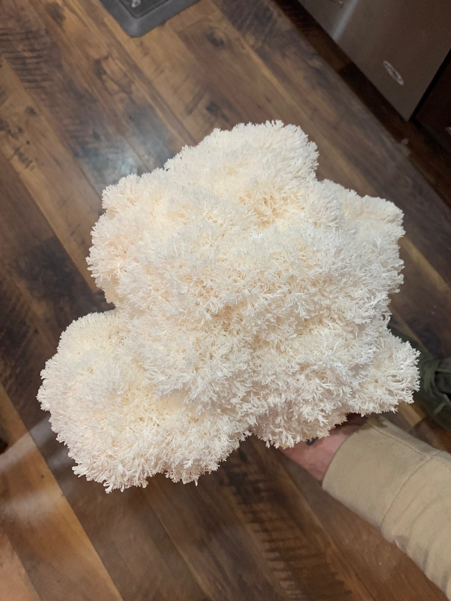 Lion’s Mane Tincture – Dual + Ultrasonic Extract for Focus & Cognitive Support