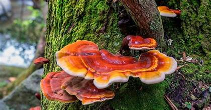 Reishi Mushroom Tincture